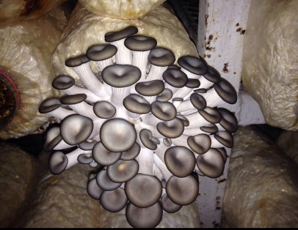 Фото 1 - Производство грибов Вешенки