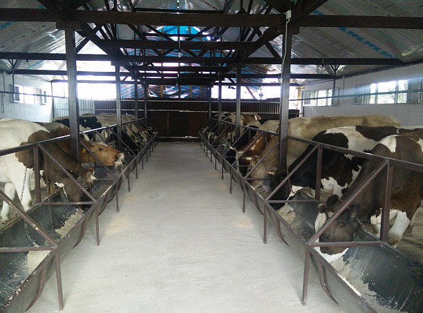 Фото 2 - Молочная ферма порядка 100 голов.