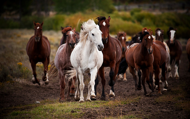 Фото 1 - Бизнес с лошадьми