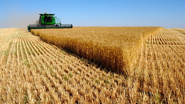 Фото 1 - Возделывание пшеницы