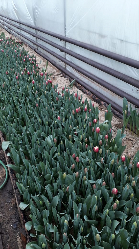 Фото 1 - Выращивание тюльпанов